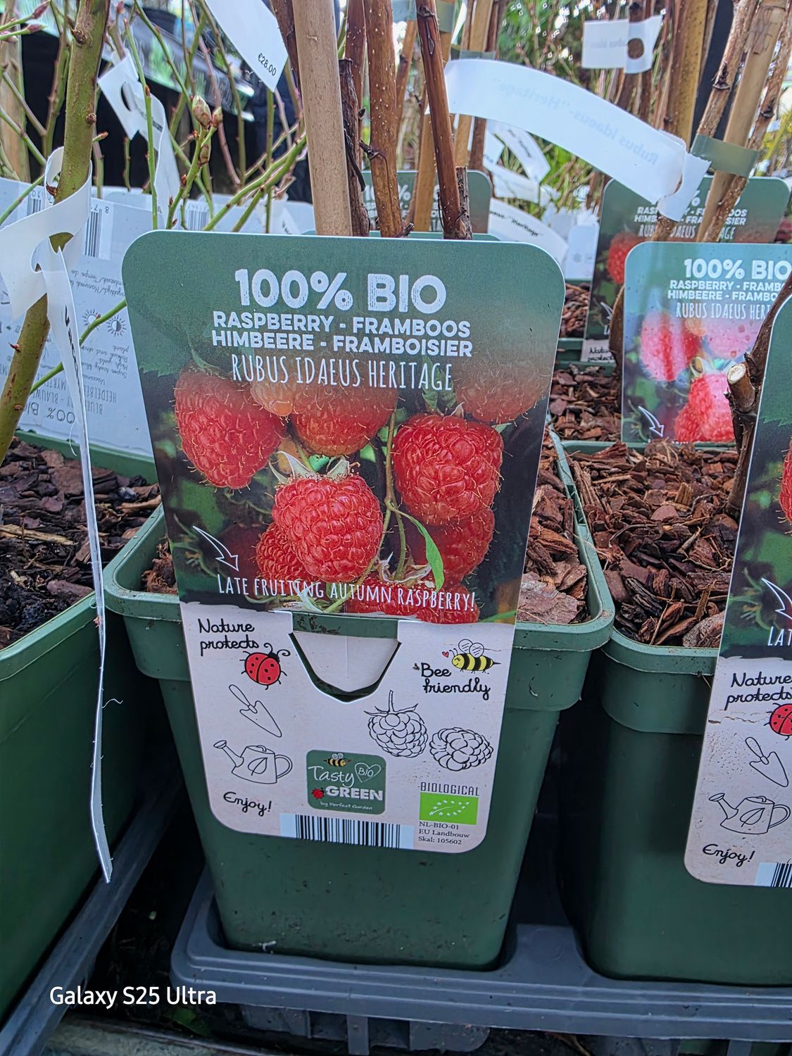 Raspberry Heritage ..heavy crops of sweet raspberries in summer and early autumn. Plant from now! Extra strong!