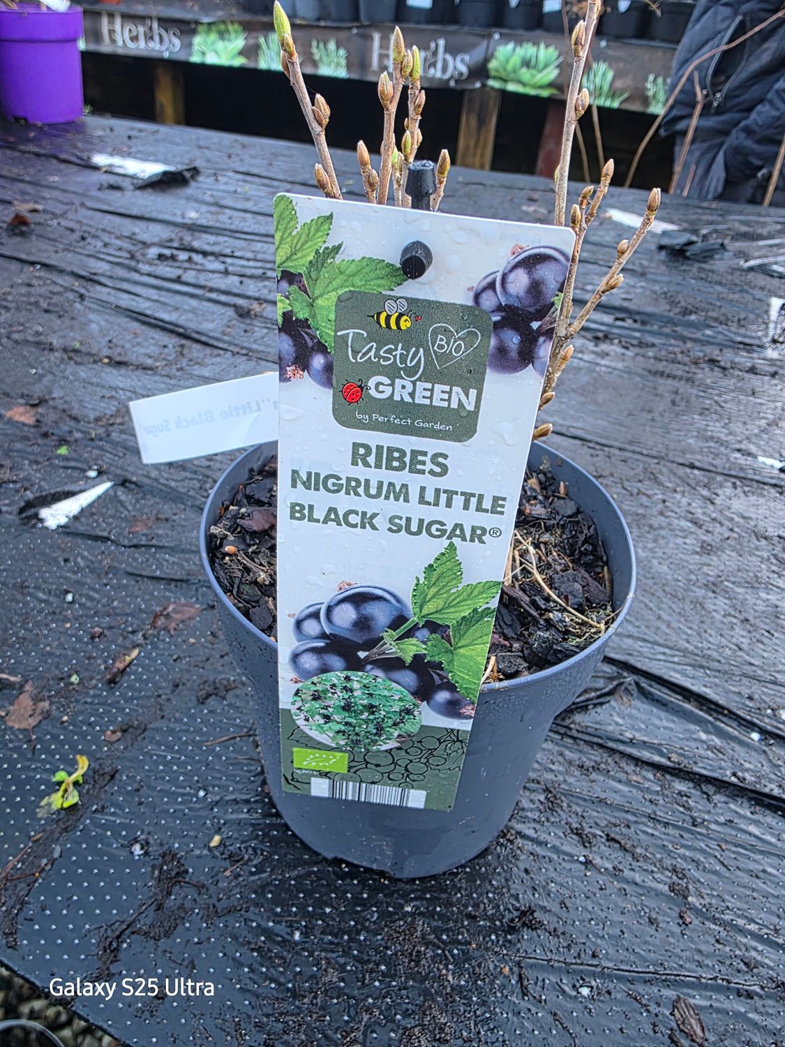 Blackcurrant "Little Black Sugar"