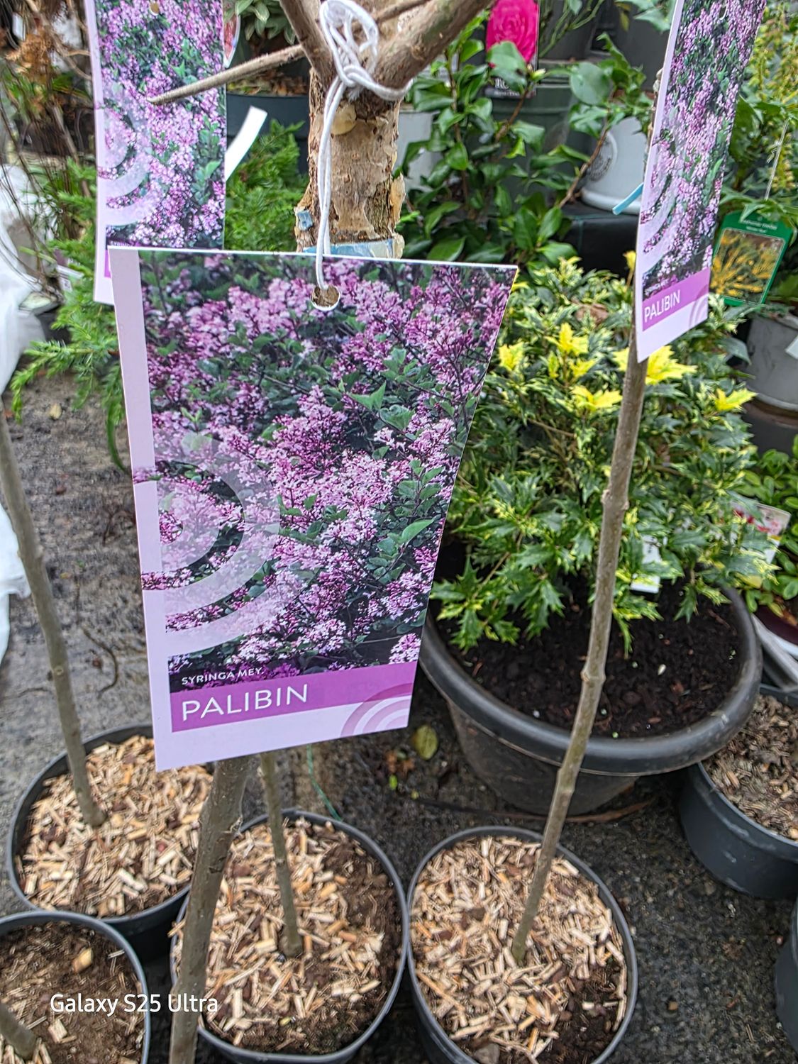 Lilac - Syringa meyeri - Palibin (On Stem)