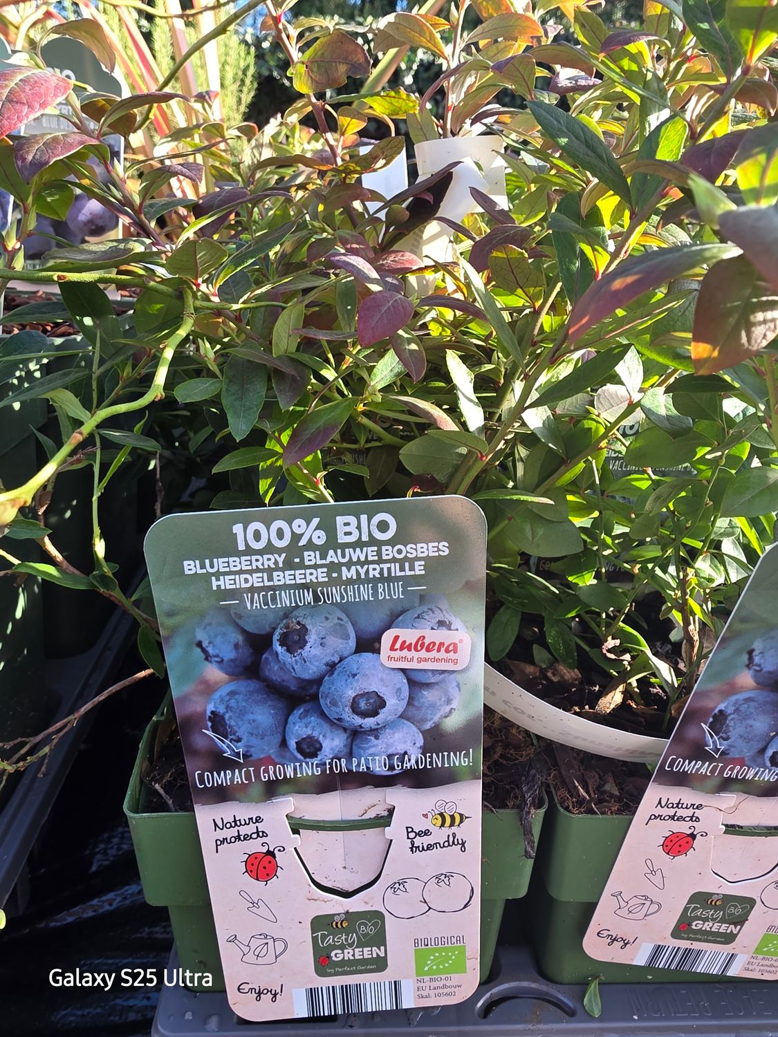 BLUEBERRY Sunshine blue