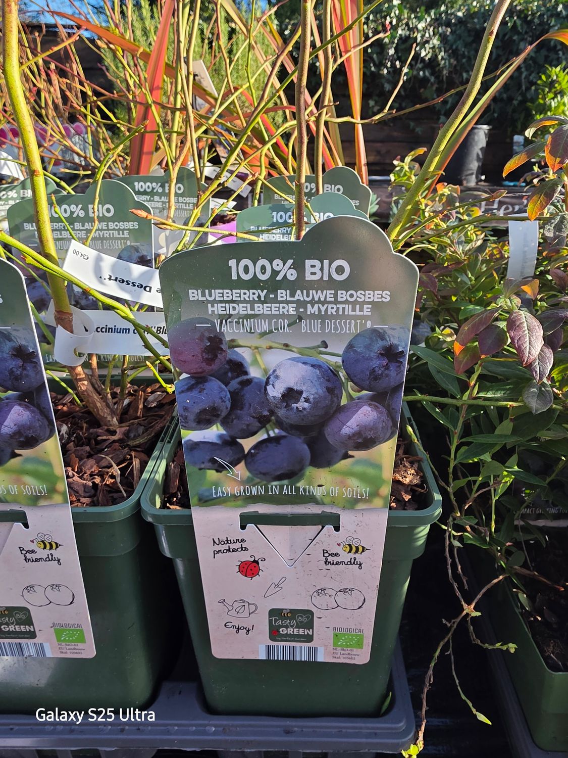 Blueberry "BLUE DESSERT"