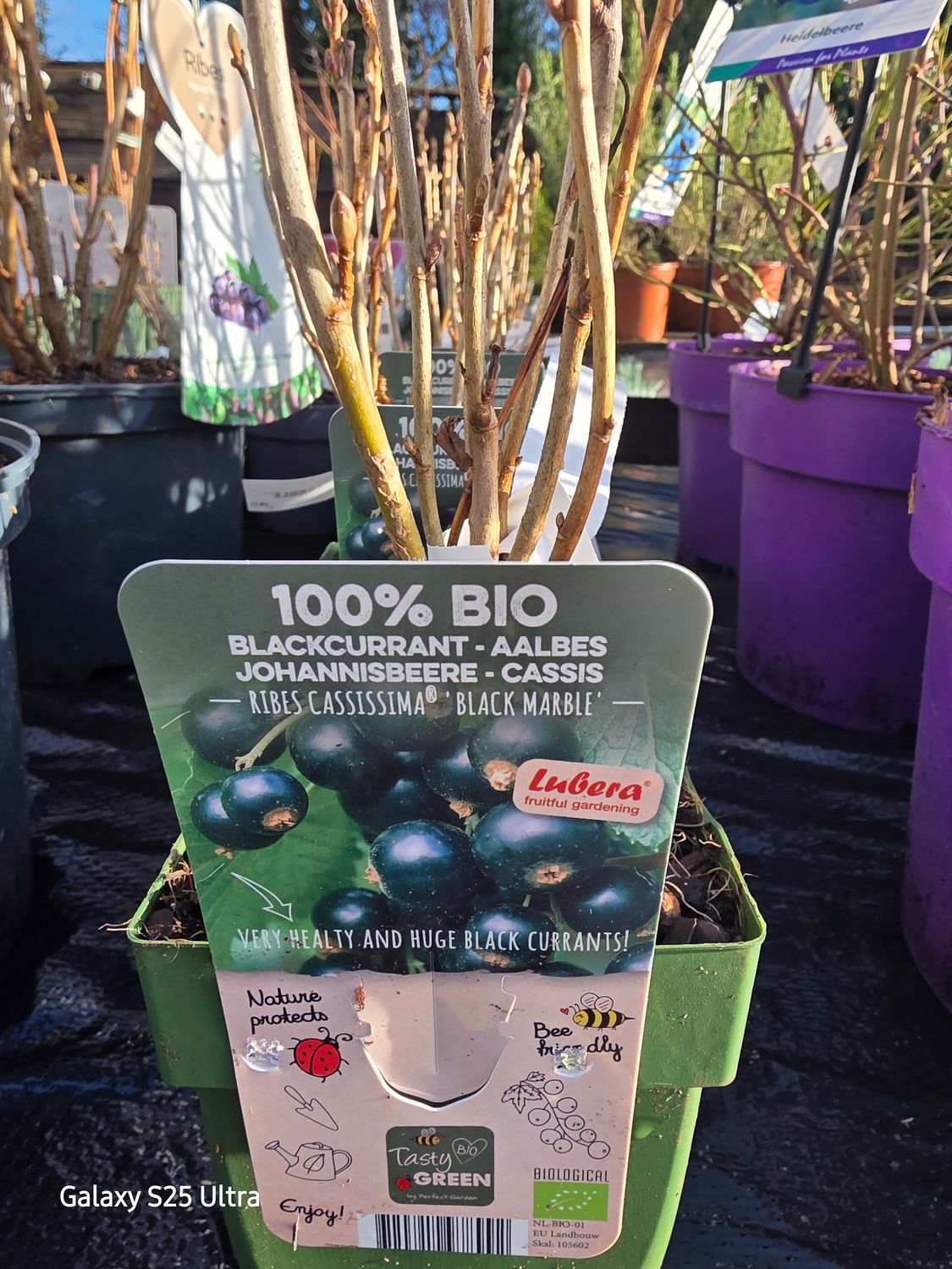 Blackcurrant -Black Marble ,a new variety with extra large black fruit . Sweet and juicy almost seedless.