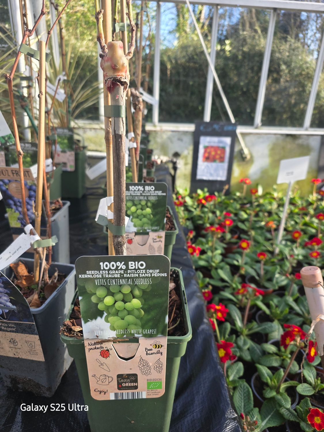 Vitis -centennial Seedless- seedless Green Grape