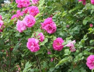 Rose- ''Wild Edric'' Rose “Wild Edric” deep velvet pink with “Old Rose Fragrance “ Exceptionally Hardy and repeat flowering!