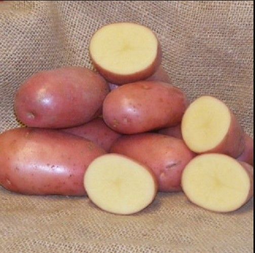 2kg Seed potatoes ‘’Foxton’’