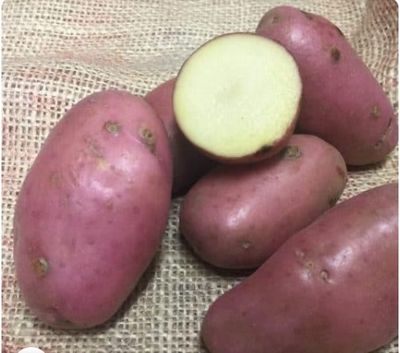 2kg Seed Potatoes- ''Axona ''
