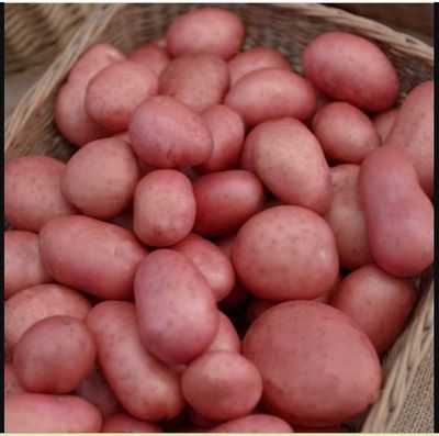 2 kg Seed Potatoes -'' Rooster''
