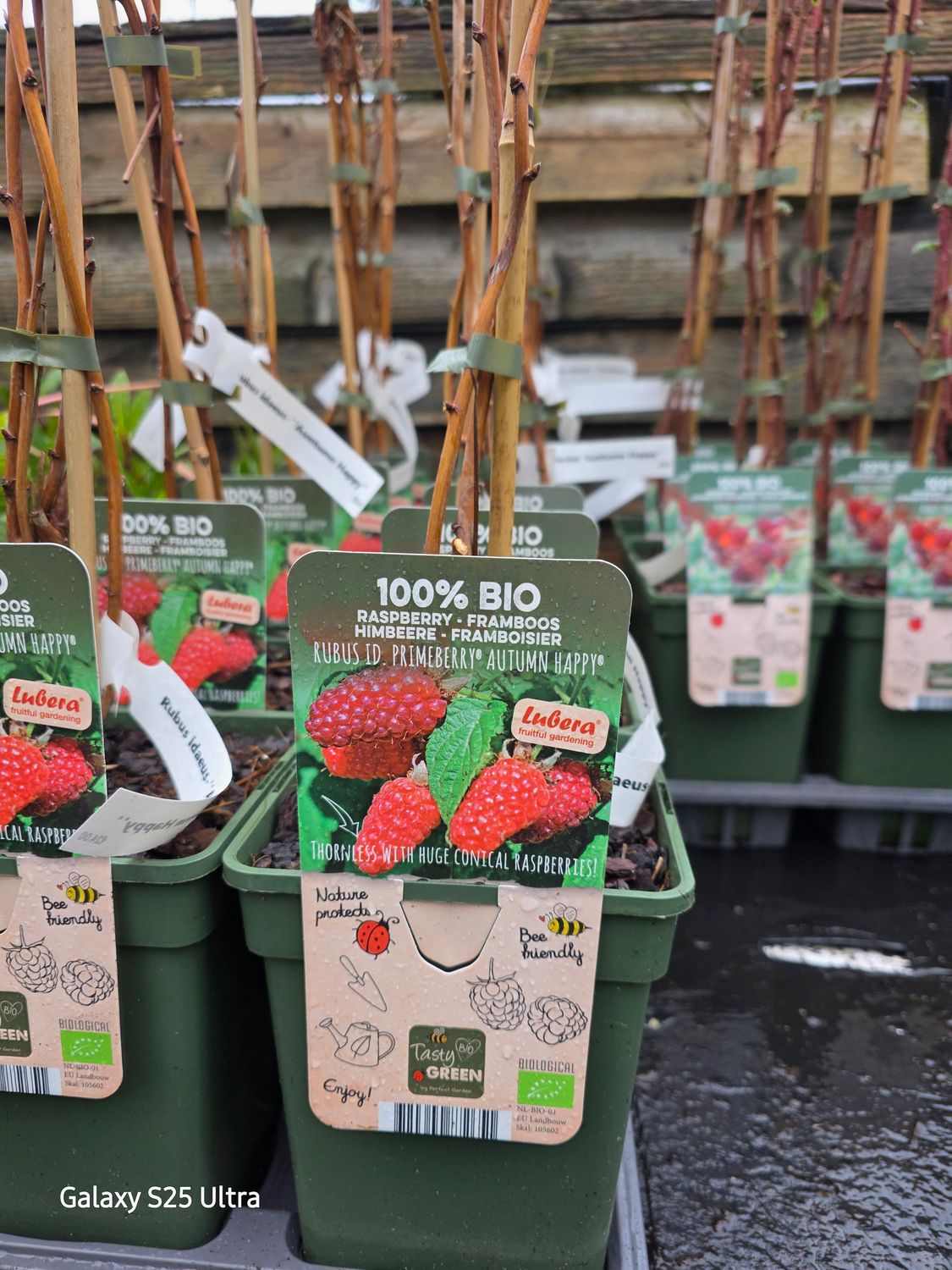 Raspberry/Primeberry "Autumn Happy "