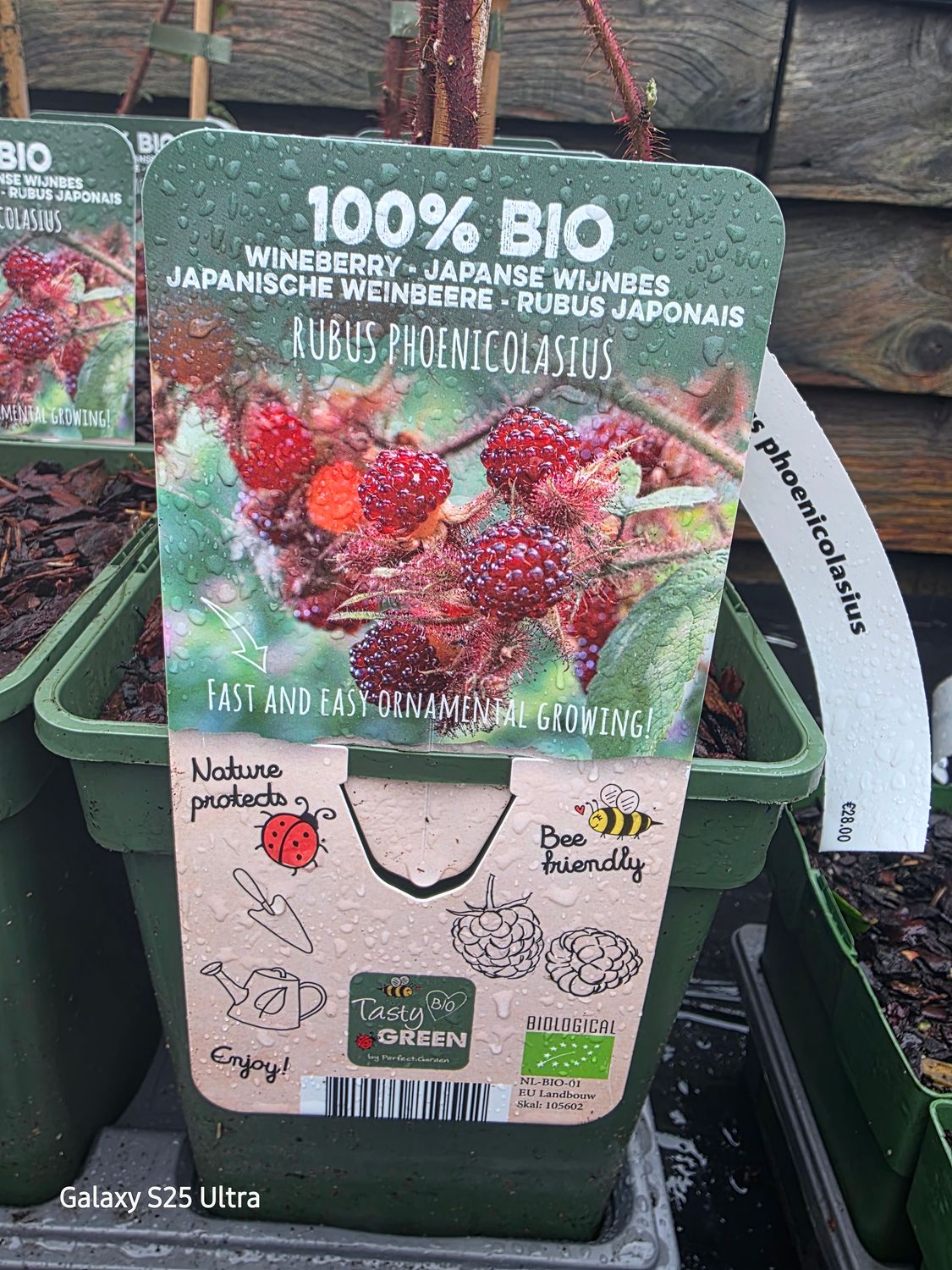 Japanese Wine berry!(Rubus phoenicolasius)