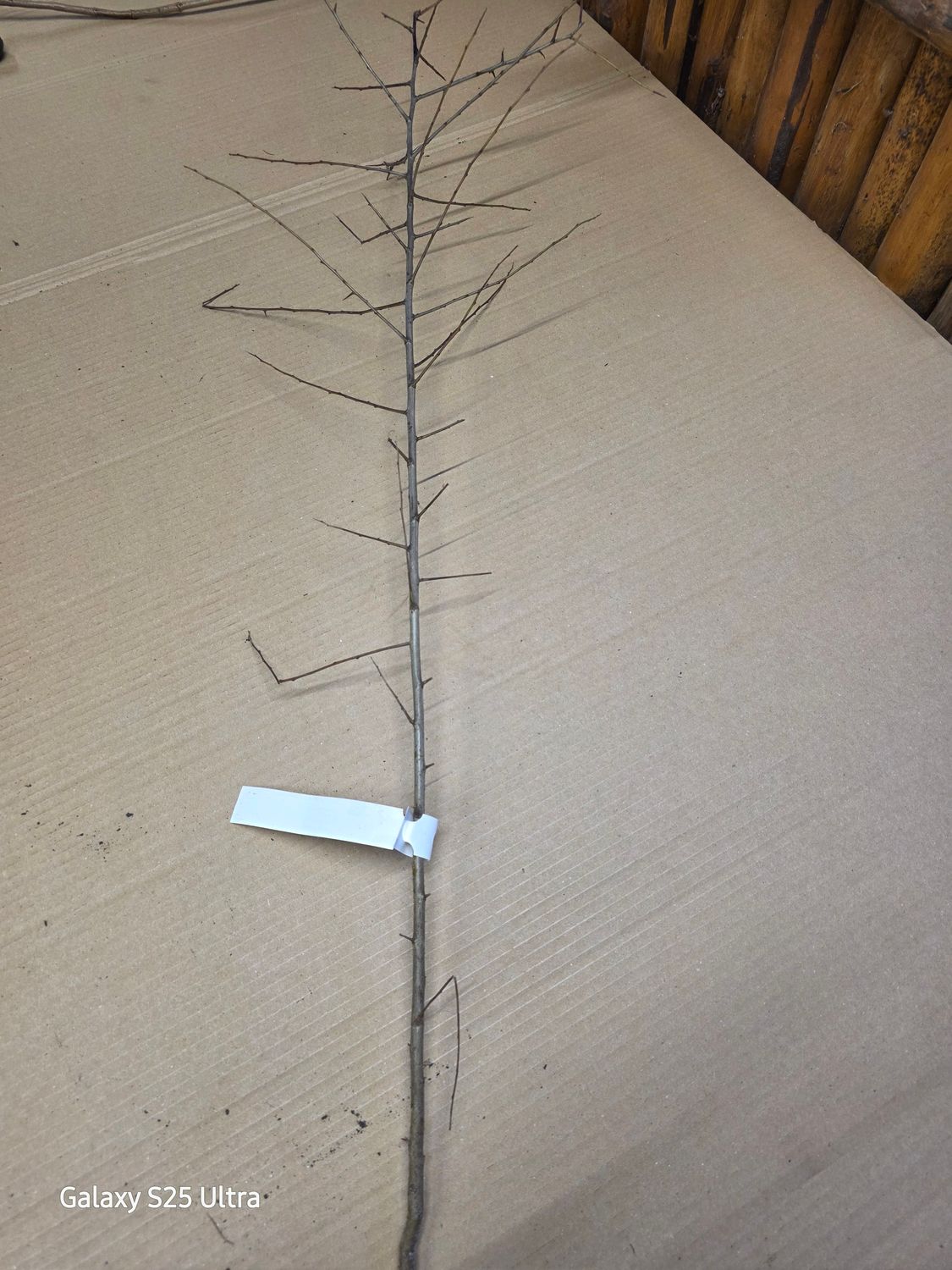 Prunus spinosa (bare root)