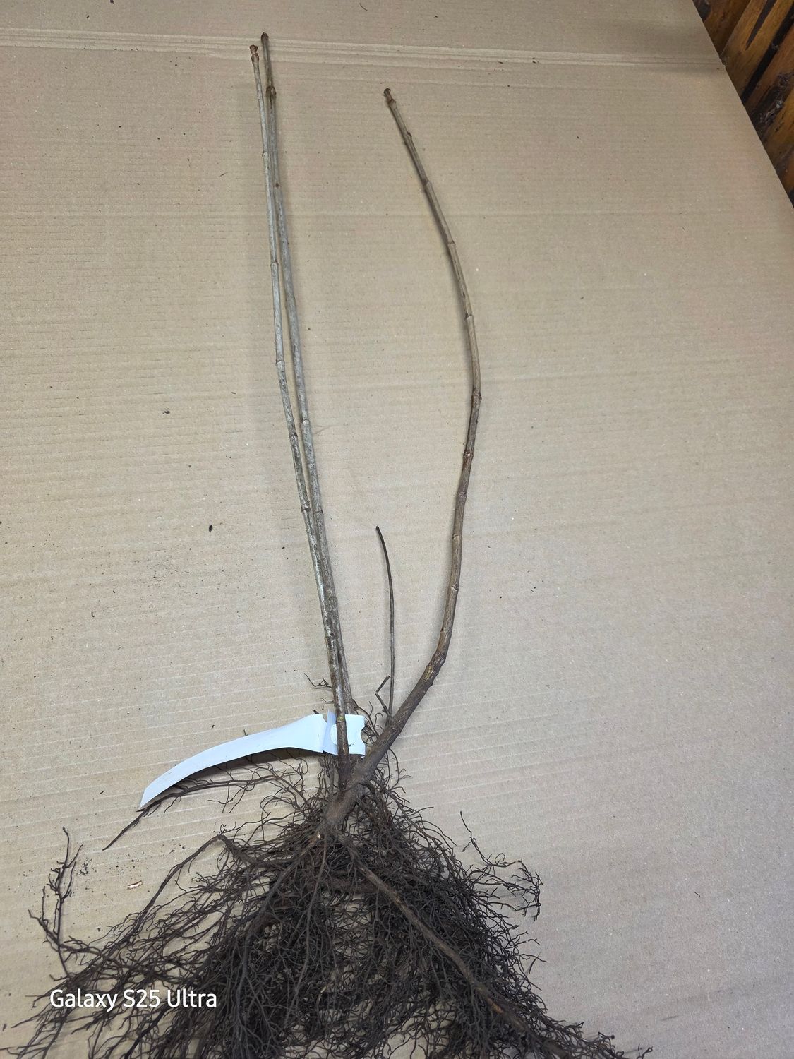 Viburnum opulus (bare root)