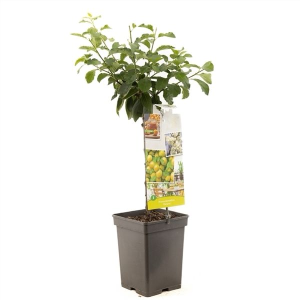 'Golden Plum Ontario ,- Self Pollinating Plum For Pots Or Beds Covered with clusters of dainty, white blossoms in early spring forming greenish-yellow fruit with a sweet flavour