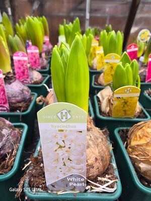 Hyacinth "White pearl"