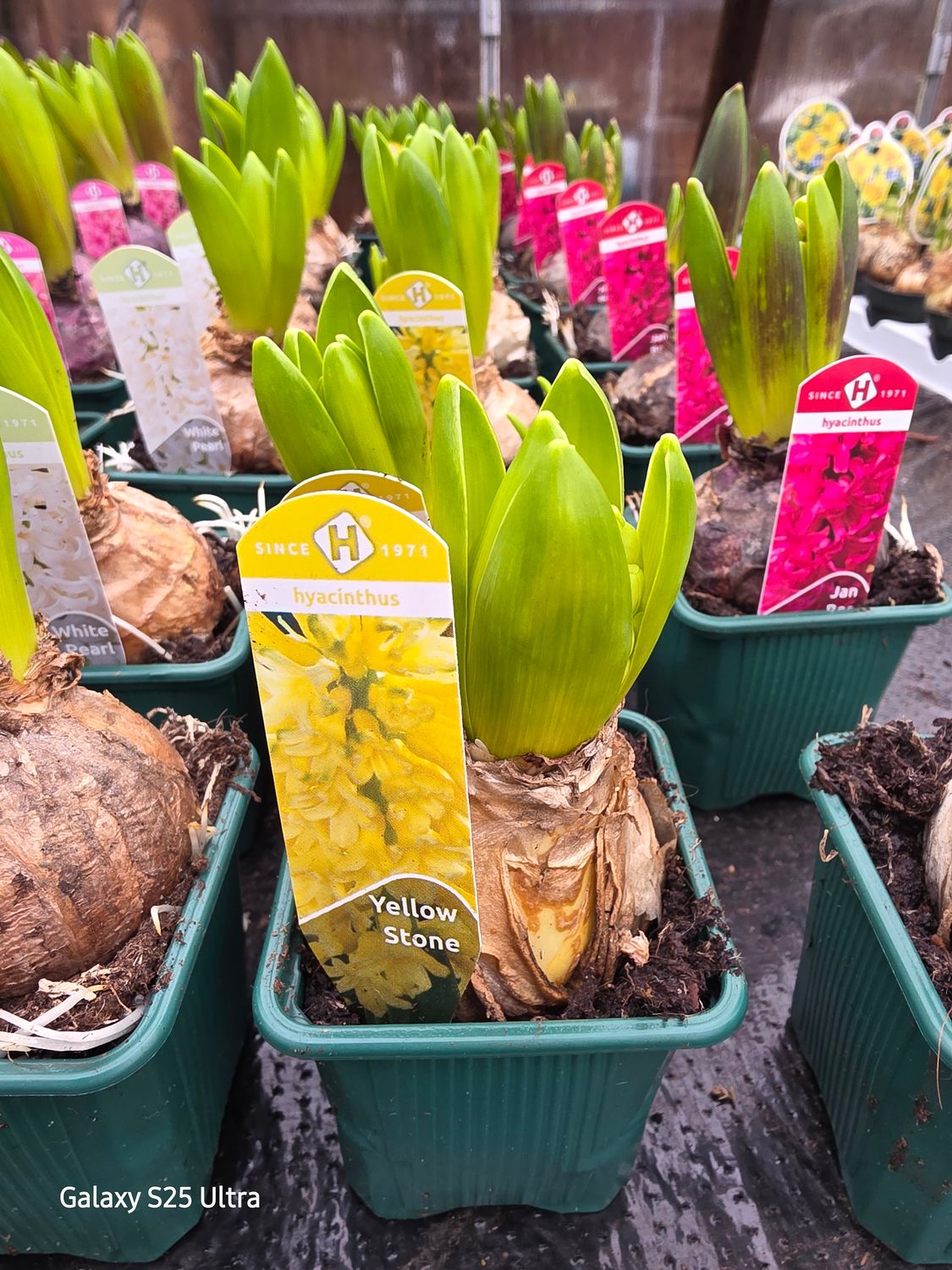 Hyacinth "Yellow stone"