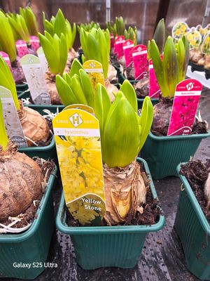Hyacinth "Yellow stone"