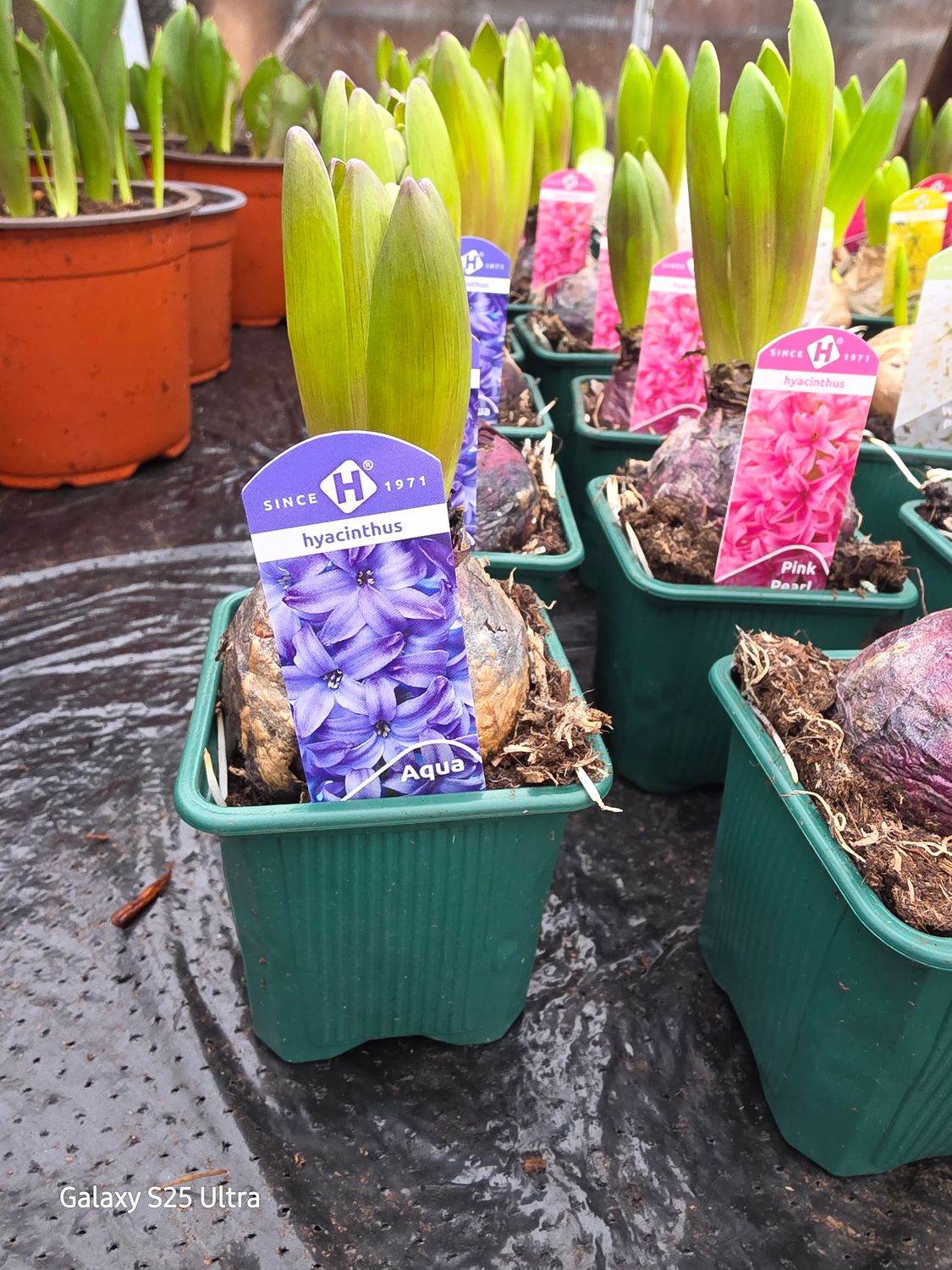 Hyacinth "Aqua blue"