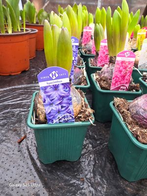 Hyacinth "Aqua blue"