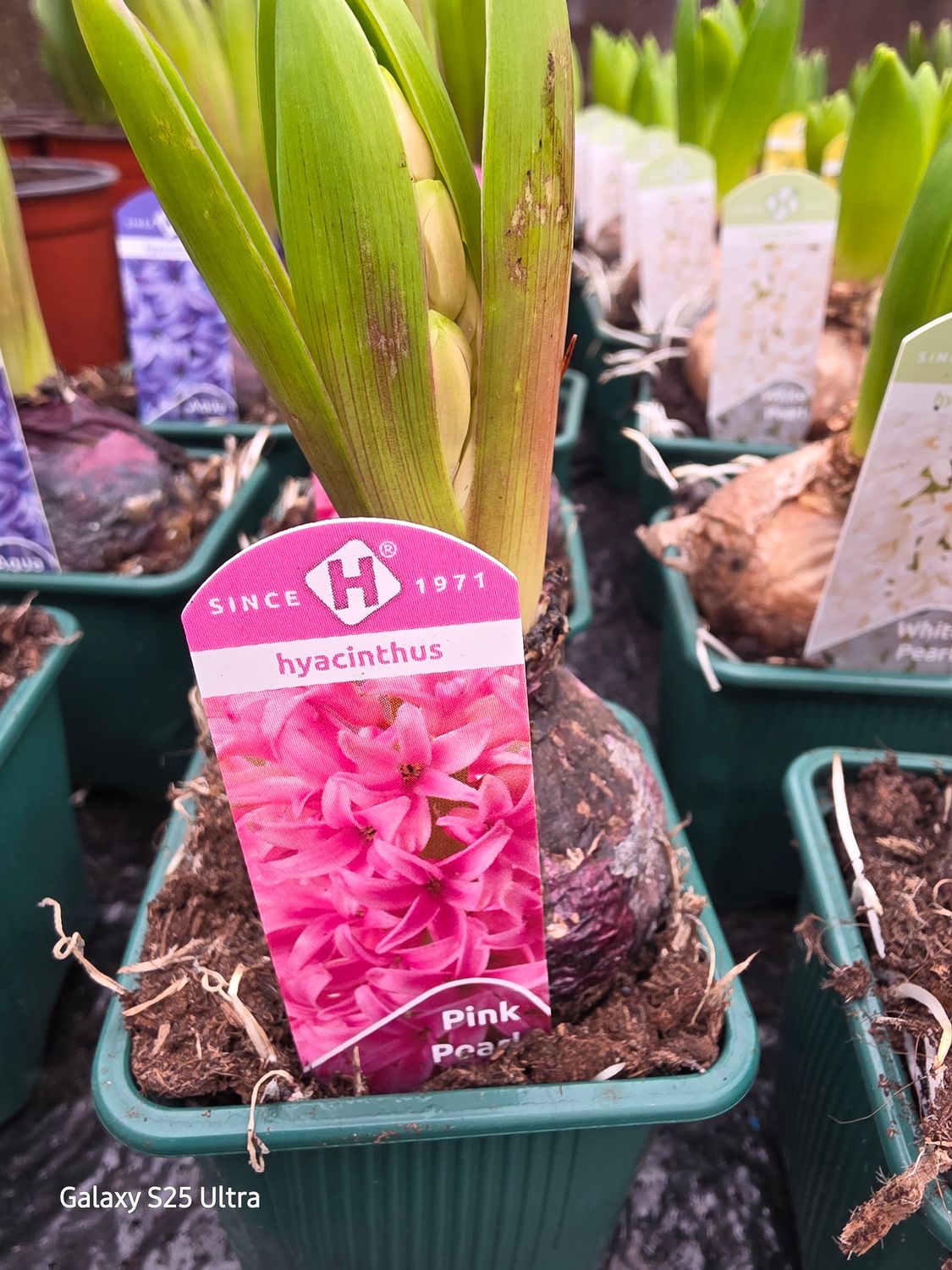 Hyacinth "Pink pearl"