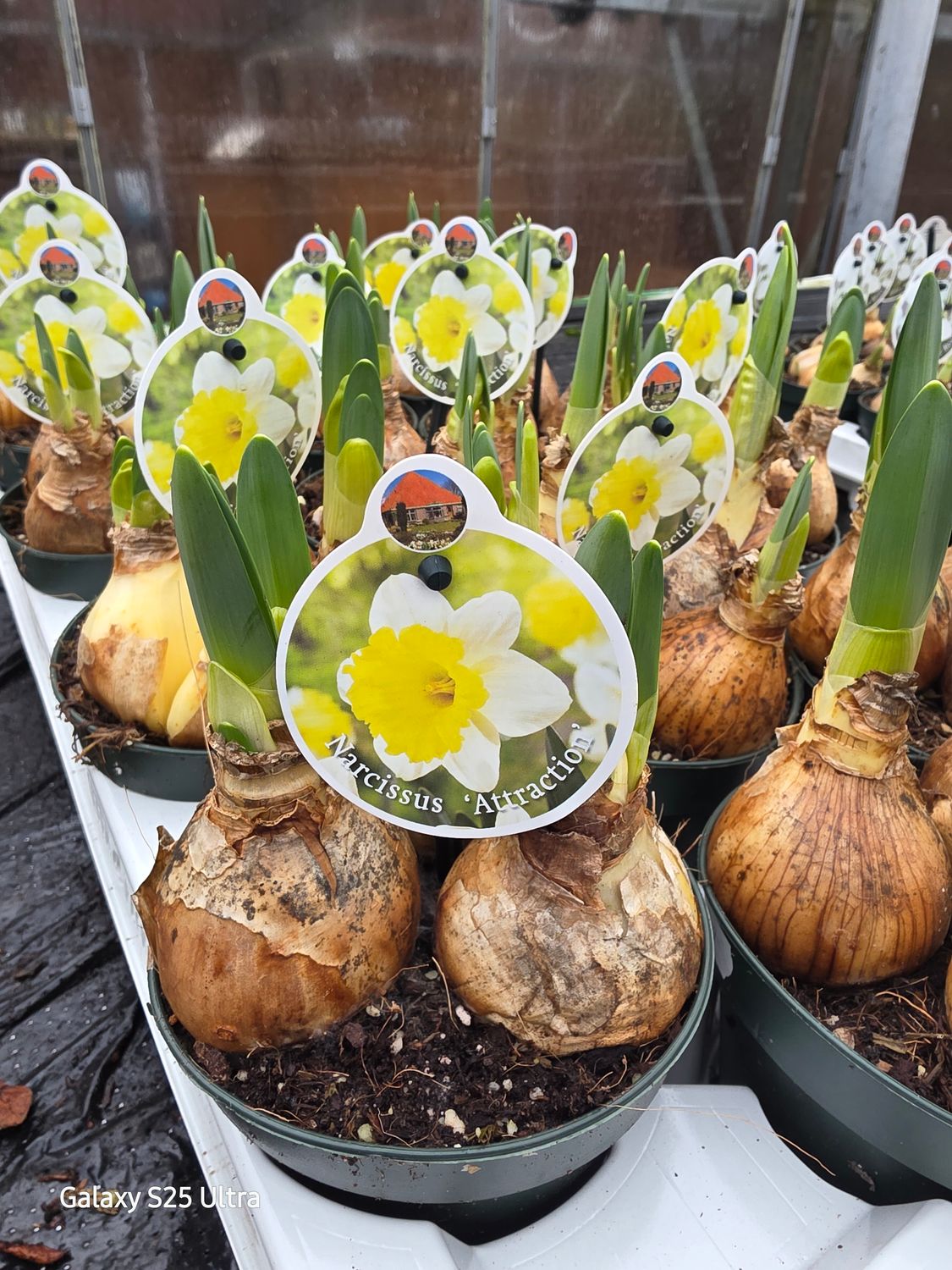 Narcissus "Atraction"