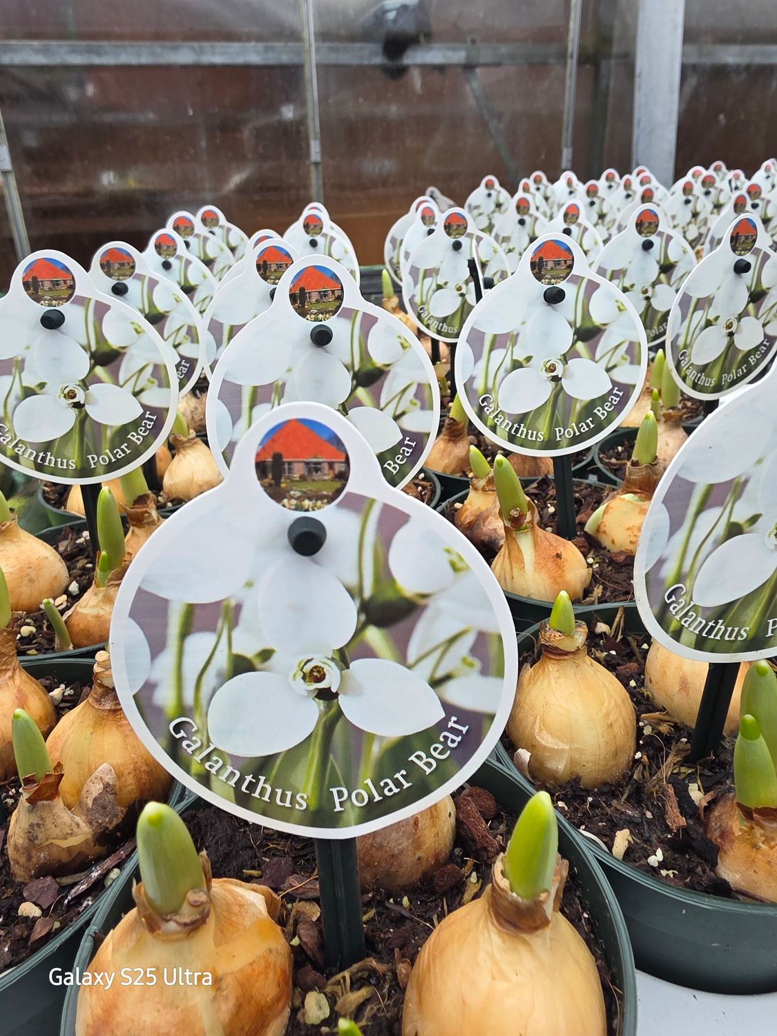 Snowdrops "Polar Bear" 3 per pot ..pure white late flowering variety