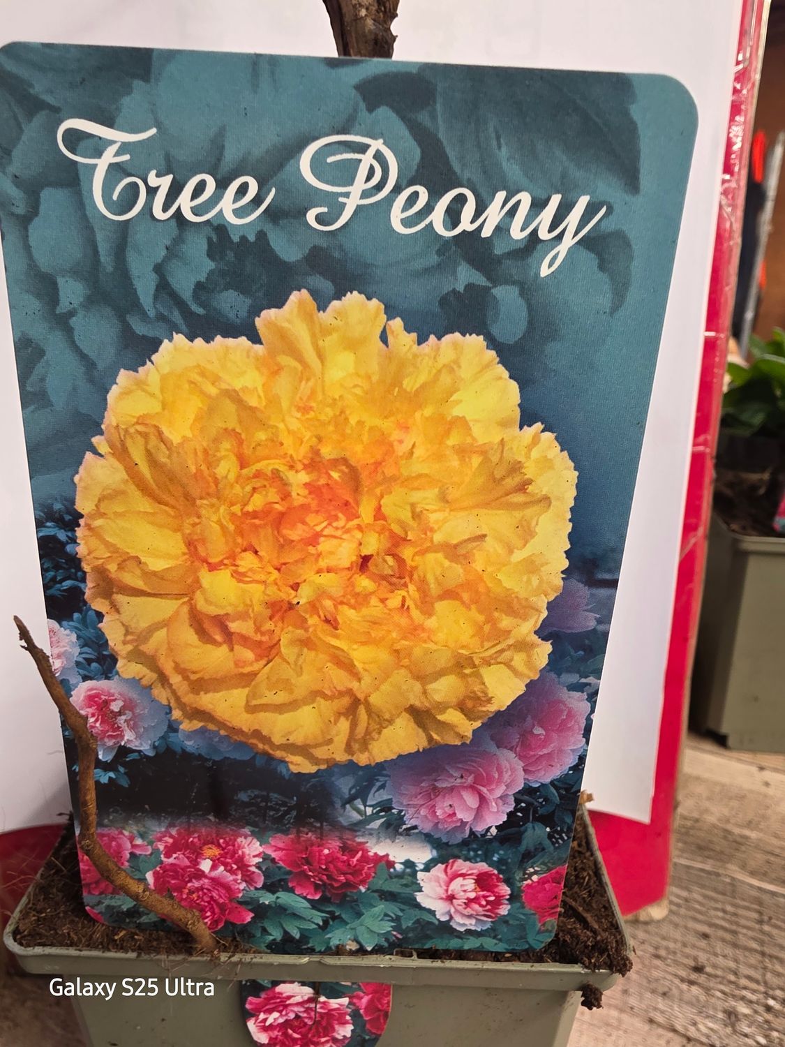 Tree Peony Paeonia "Golden Yellow" Japanese Tree Peony ..flower with enormous double flowers in late spring and early summer. Good in pots or beds . Planting time is from now!