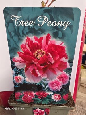 Tree Peony Paeonia "Bicolour Red" Japanese Tree Peony ..flower with enormous double flowers in late spring and early summer. Good in pots or beds . Planting time is from now! Tree Peony Paeonia "Bicolour Red" Japanese Tree Peony ..flower with enormous double flowers in late spring and early summer. Good in pots or beds . Planting time is from now!
