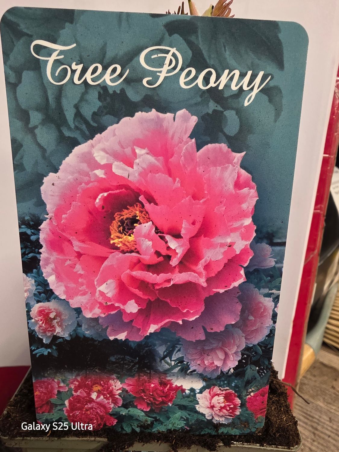 Tree Peony Paeonia "Bicolour Pink" Japanese Tree Peony ..flower with enormous double flowers in late spring and early summer. Good in pots or beds . Planting time is from now!