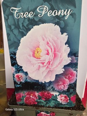 Tree Peony Paeonia "Washed Pink" Japanese Tree Peony ..flower with enormous double flowers in late spring and early summer. Good in pots or beds . Planting time is from now! Tree Peony Paeonia "Washed Pink" Japanese Tree Peony ..flower with enormous double flowers in late spring and early summer. Good in pots or beds . Planting time is from now!