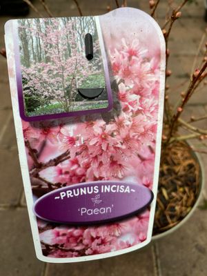 Fuji Cherry "Prunus Incisa Paean".Cherry bronze leaves in spring. Colourful autumn foliage . Flowers open from buds in spring soft pink developing a deep eye Fuji Cherry "Prunus Incisa Paean".Cherry bronze leaves in spring. Colourful autumn foliage . Flowers open from buds in spring soft pink developing a deep eye