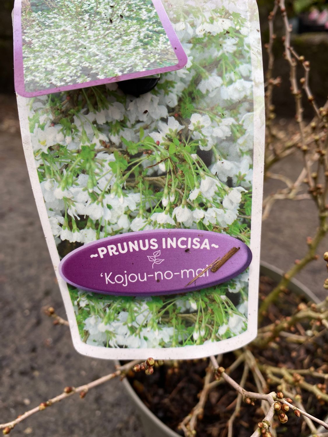 Fuji Cherry "Prunus Incisa Kojou-No-Mai" Cherry bronze leaves in spring. Colourful autumn foliage . Flowers open from buds in spring soft shell pink developing a deep eye