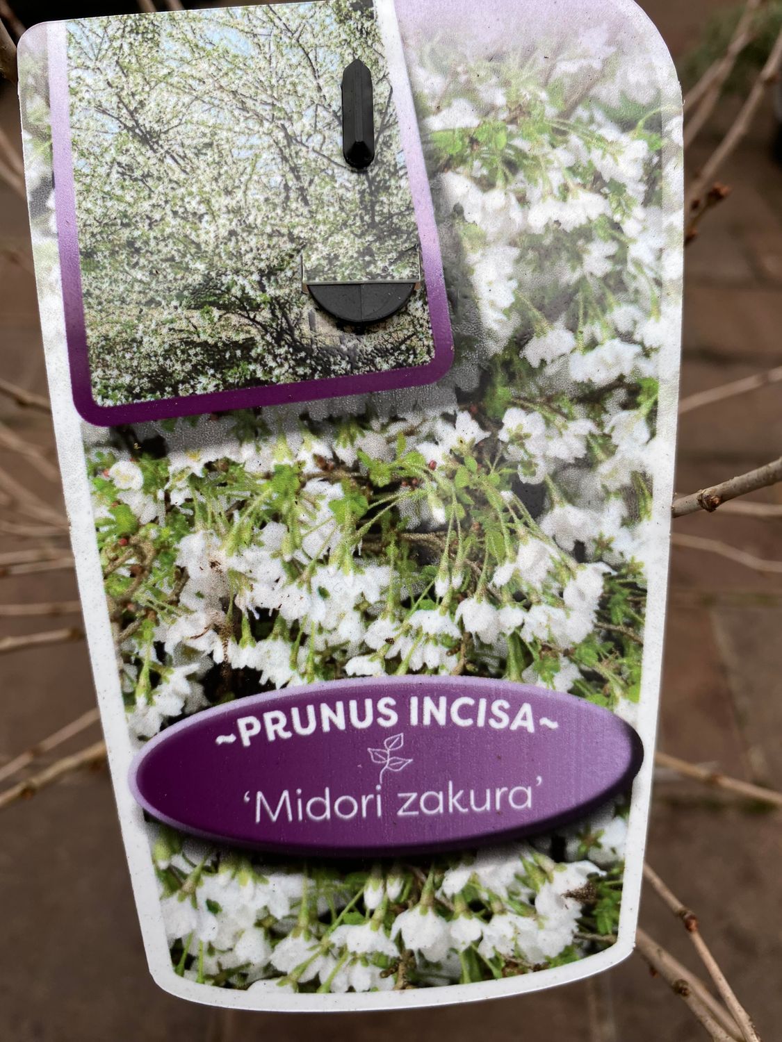 Fuji Cherry"Prunus Incisa Midori Zakura" Cherry bronze leaves in spring. Colourful autumn foliage . Flowers open from buds in spring pure white .