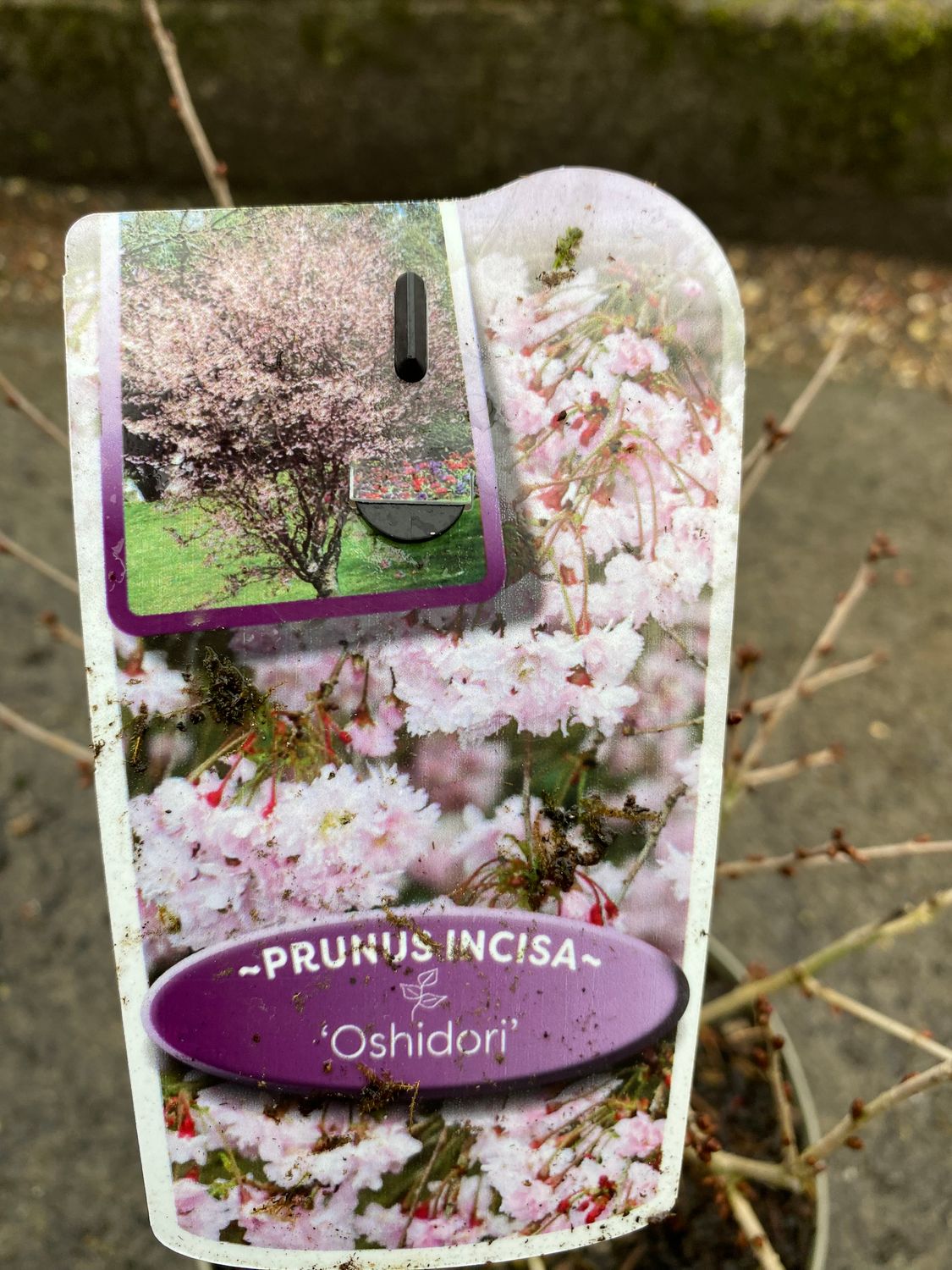 Fuji Cherry "Prunus Incisa Oshidori".Cherry bronze leaves in spring. Colourful autumn foliage . Flowers open from buds in spring soft shell pink