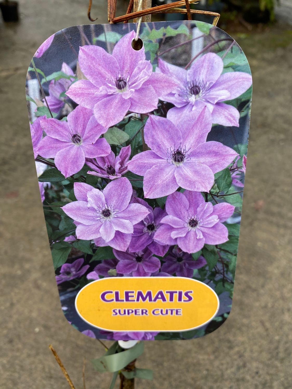 Clematis "Super Cute"
