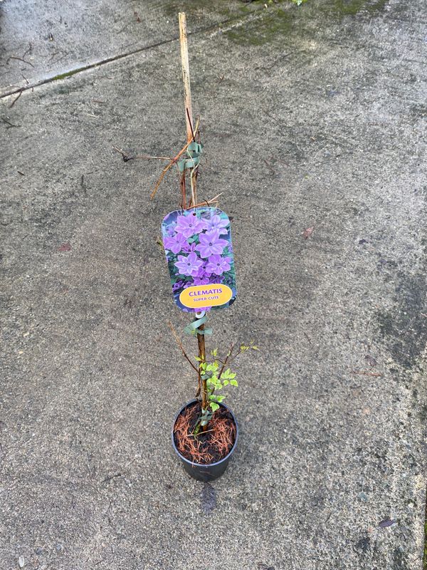 Clematis "Super Cute"