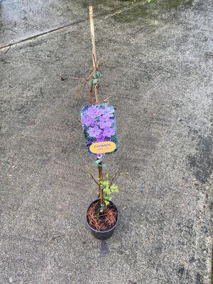 Clematis "Super Cute"