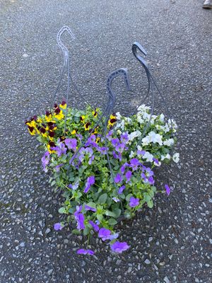 Viola Basket