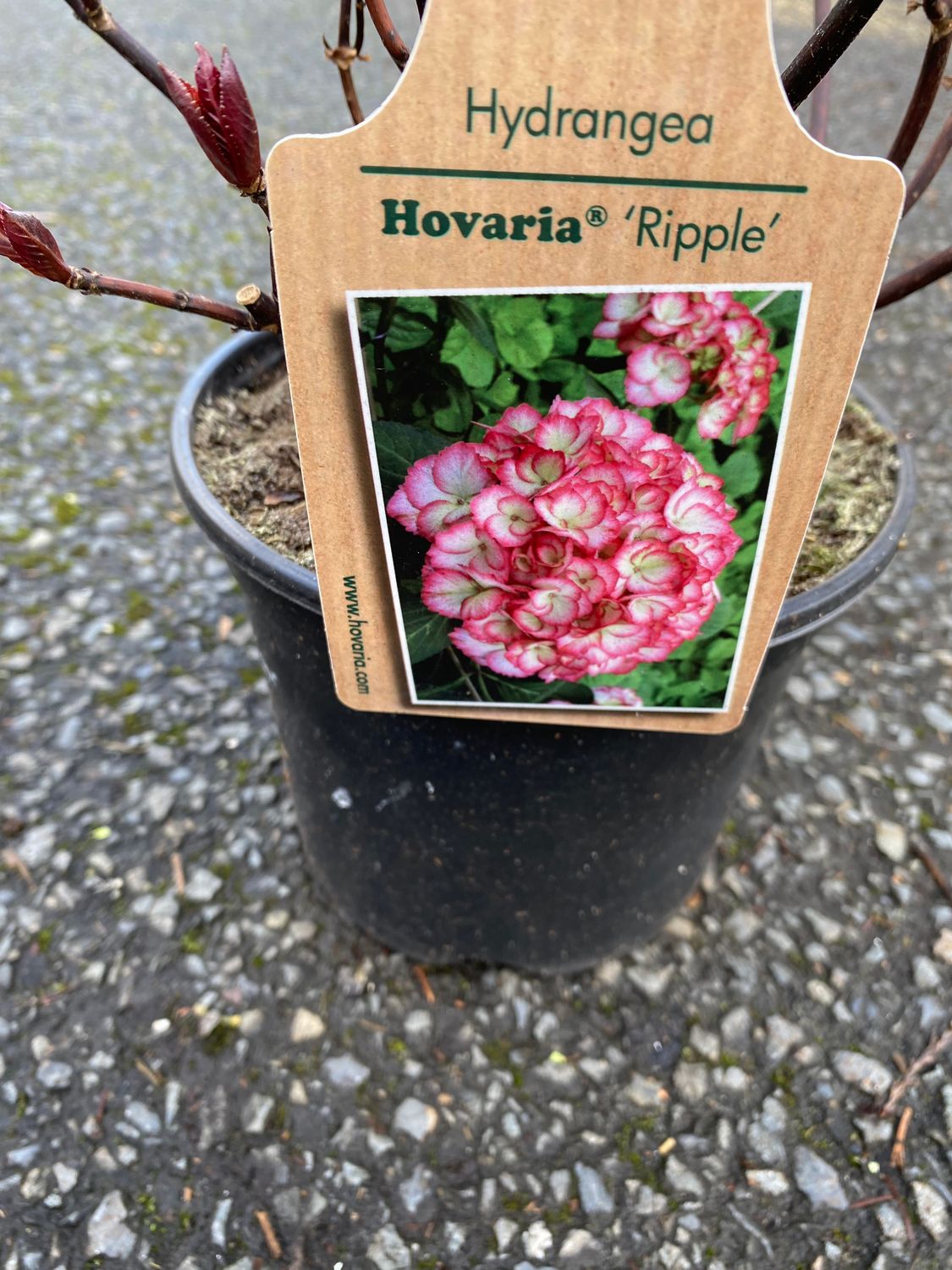 Hydrangea Raspberry Ripple Hovaria Ripple