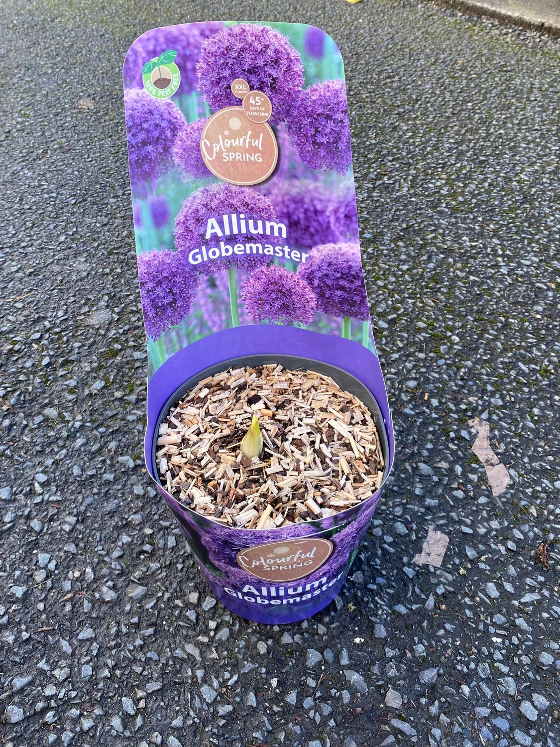 Allium Globemaster Blue