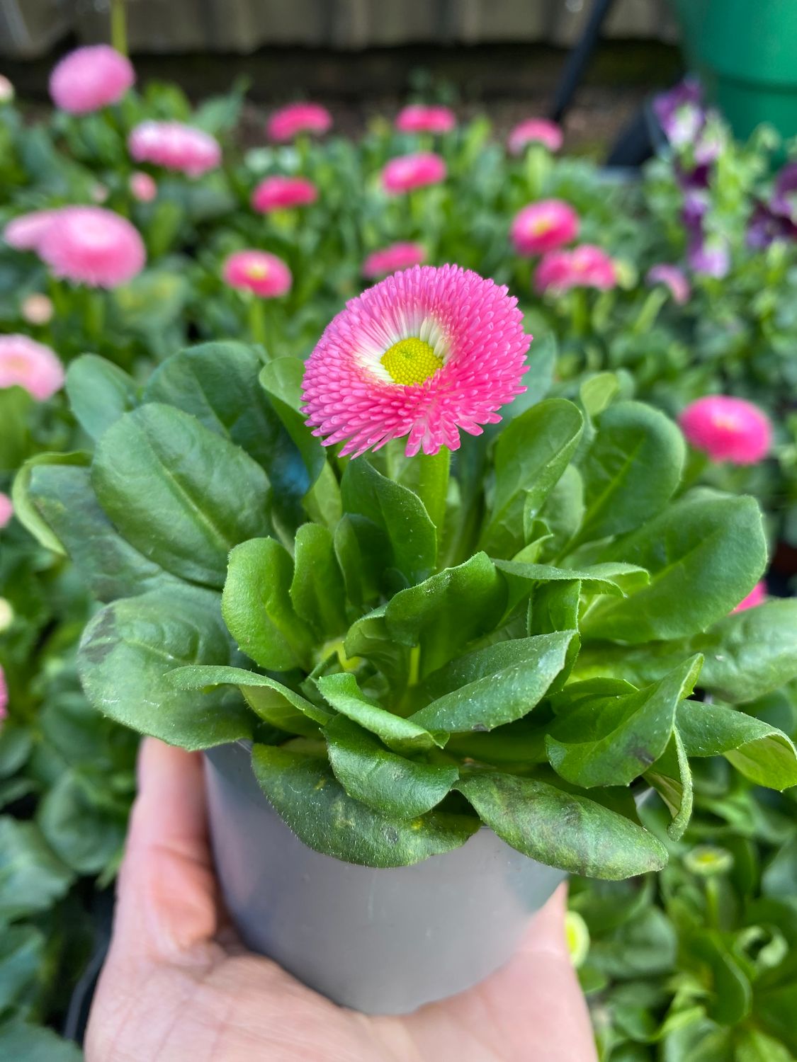 Bellis Tarso Dark Pink
