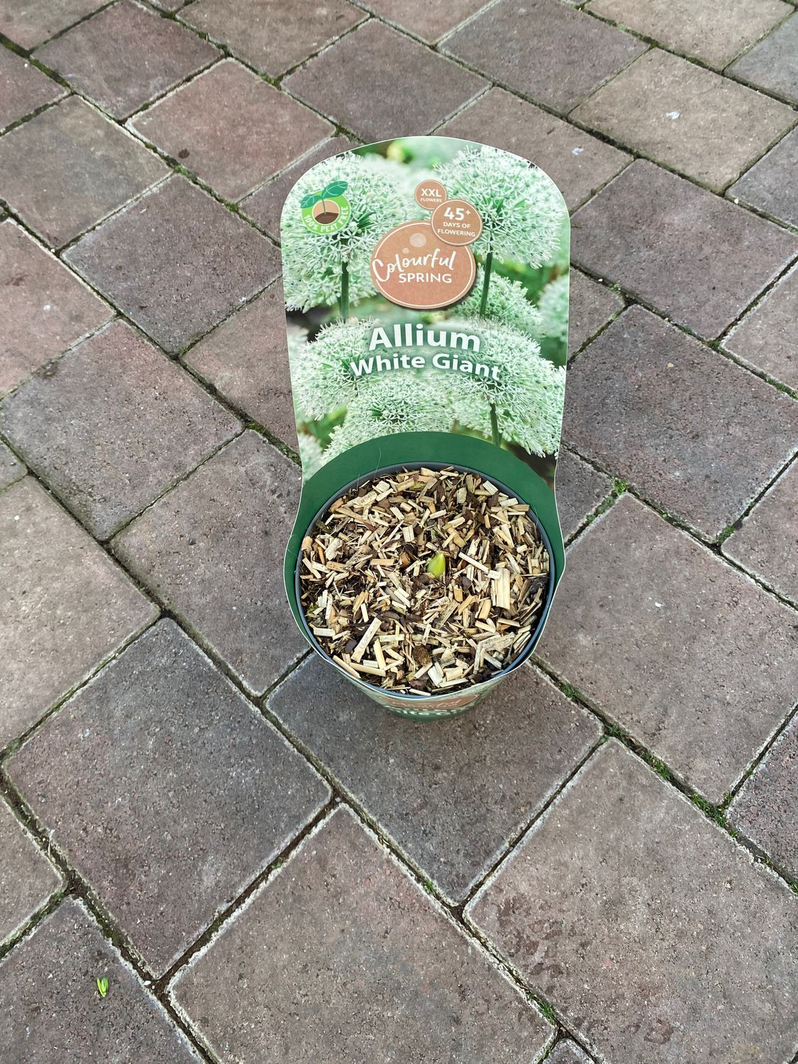 Allium Giant White