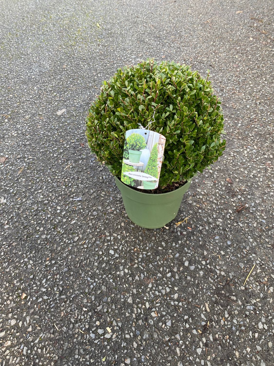 Ilex Crenata Jenny Globe