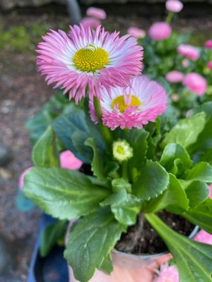 Bellis Tarso Light Pink