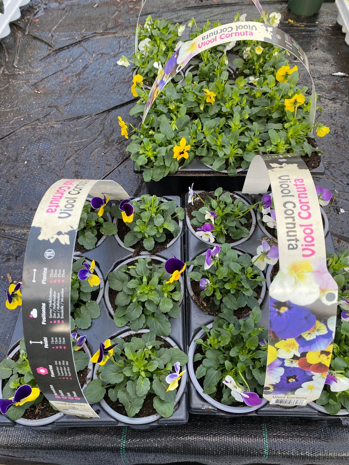 Viola Mixed 6 pack