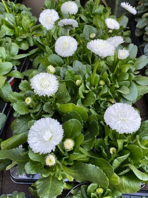 Bellis Tarso White