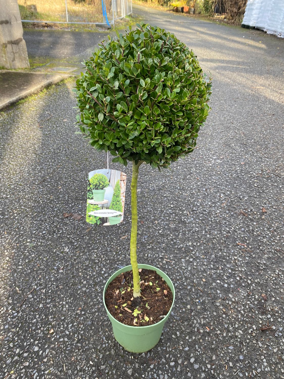 Ilex Crenata Jenny on Stem Holly Box Jenny Lollipop..for pots or beds