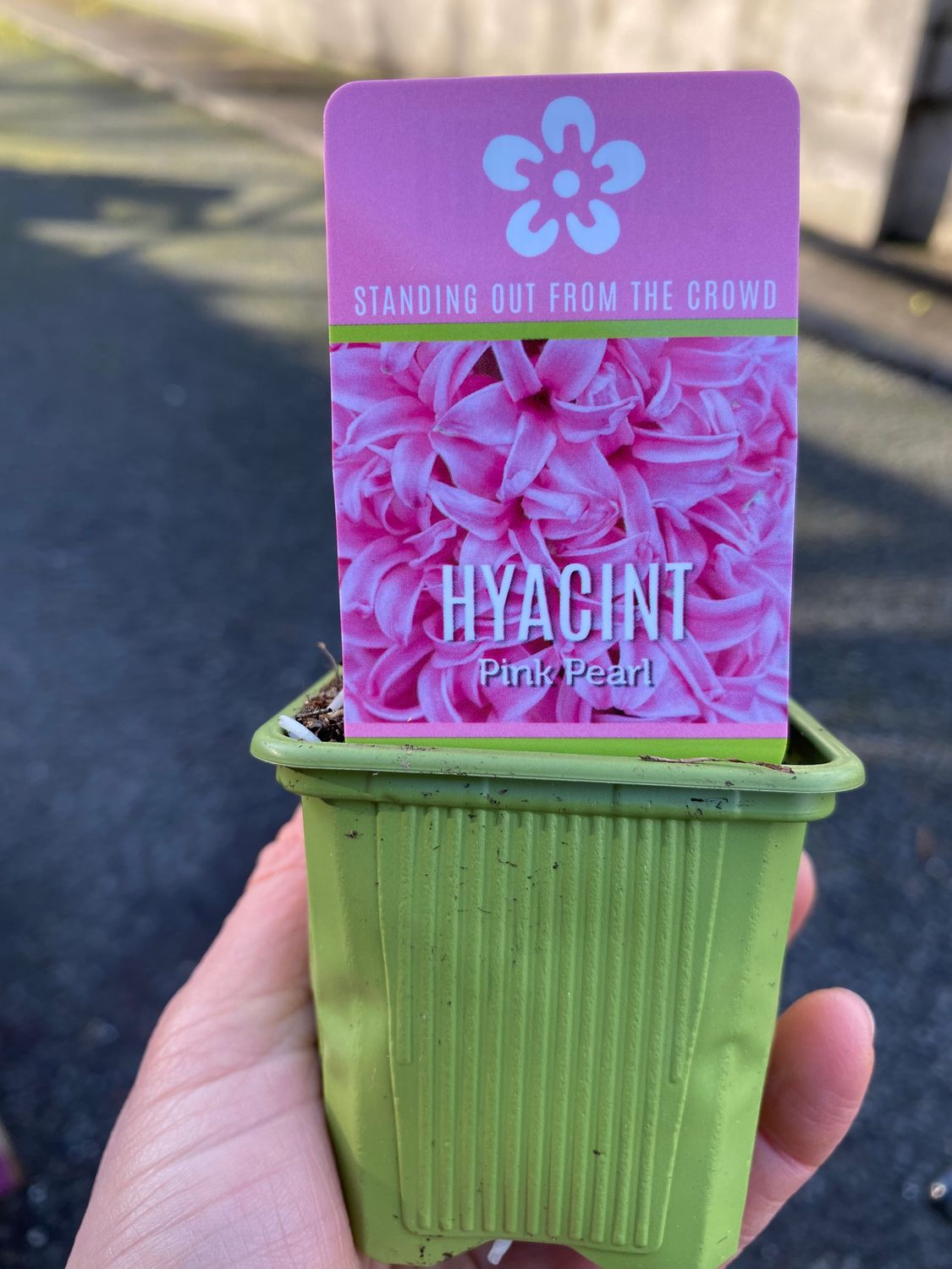 Hyacinthus Pink Pearl