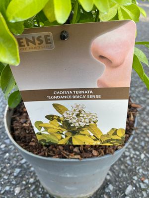 Choisya Ternata Sundance Brica extra large size Mexican Orange Blossom…evergreen shrub with bright golden foliage and white fragrant flowers. Good in pots or beds.