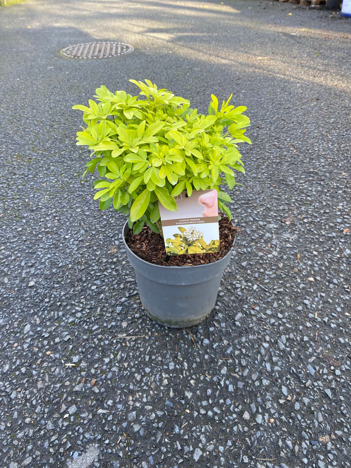 Choisya Ternata Sundance Brica extra large size Mexican Orange Blossom…evergreen shrub with bright golden foliage and white fragrant flowers. Good in pots or beds.