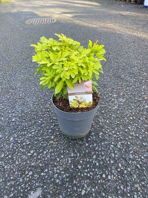 Choisya Ternata Sundance Brica extra large size Mexican Orange Blossom…evergreen shrub with bright golden foliage and white fragrant flowers. Good in pots or beds. Choisya Ternata Sundance Brica extra large size Mexican Orange Blossom…evergreen shrub with bright golden foliage and white fragrant flowers. Good in pots or beds.