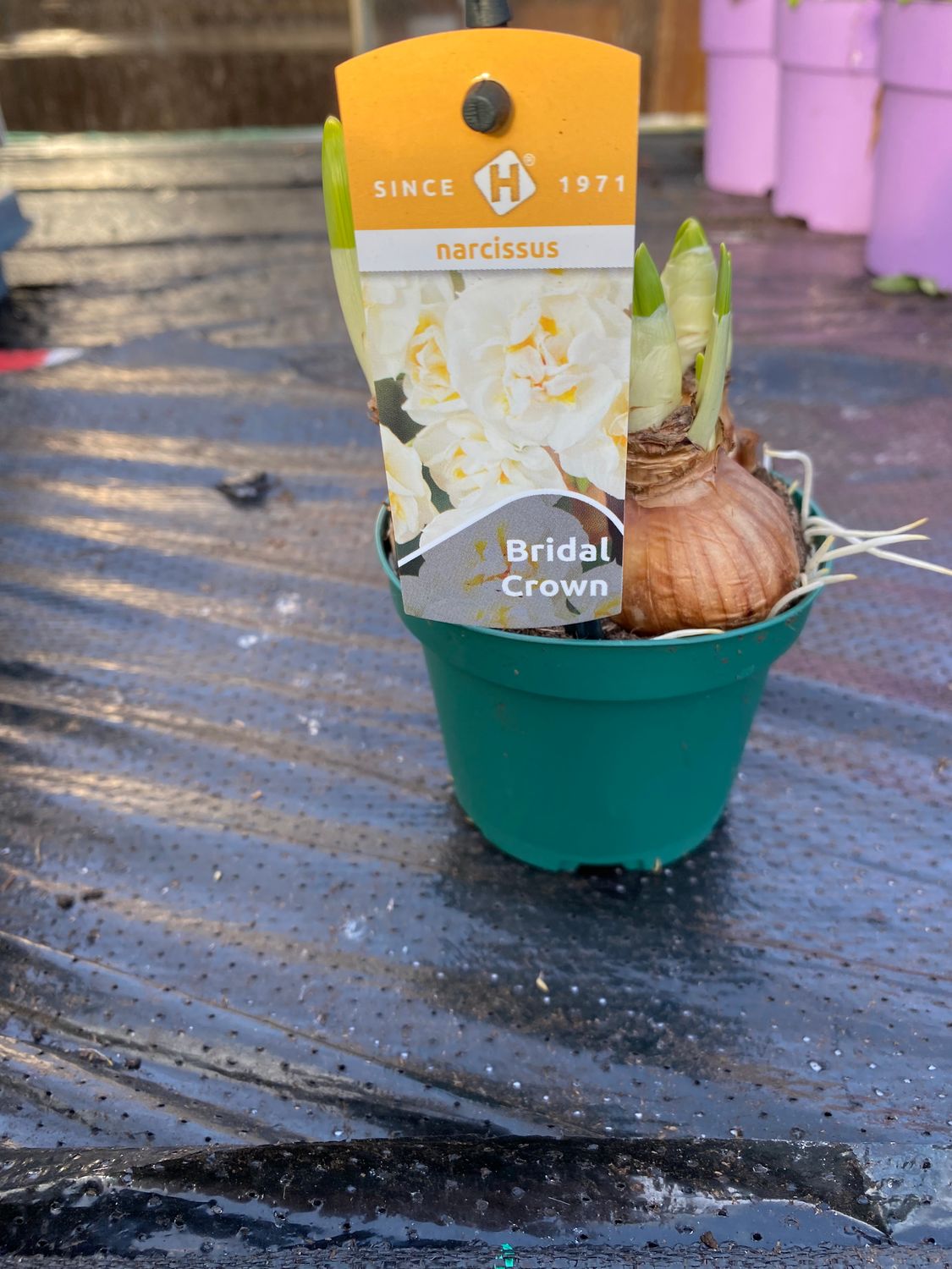 Daffodil/Narcissus Bridal Crown Cream /Yellow Late flowering Daffodils Bridal Crown ..very very fragrant! 5 Bulbs Per Pot